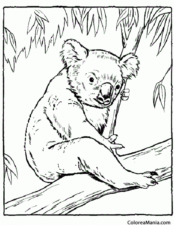 Colorear Koala triste