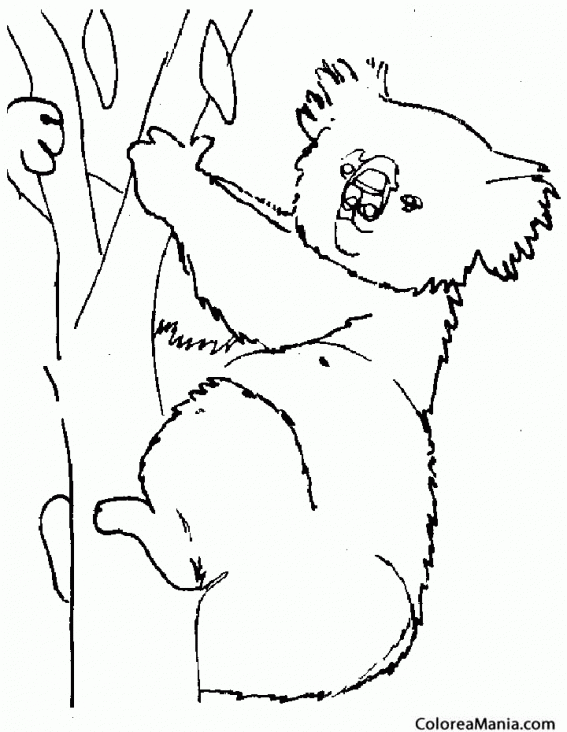 Colorear Koala adulto 2
