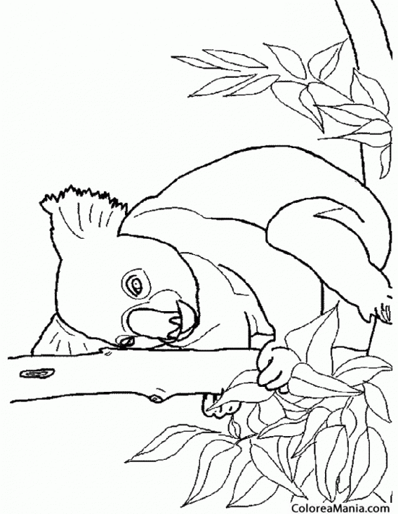 Colorear Koala durmiendo