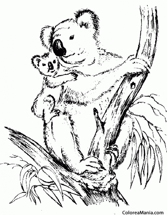 Colorear Koala con su hijo en un rbol
