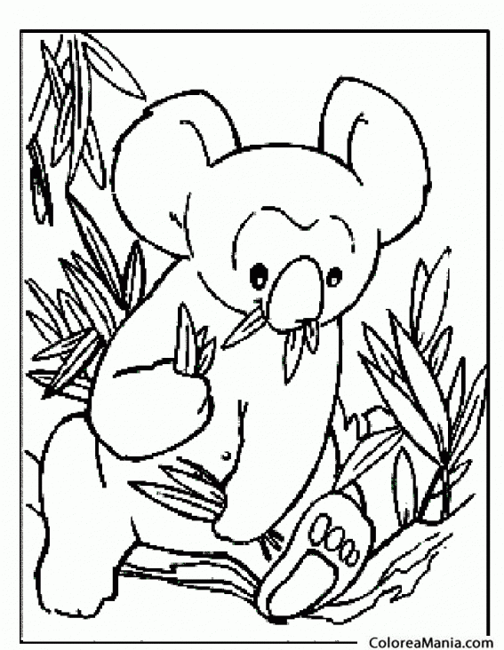 Colorear Koala comiendo mucho
