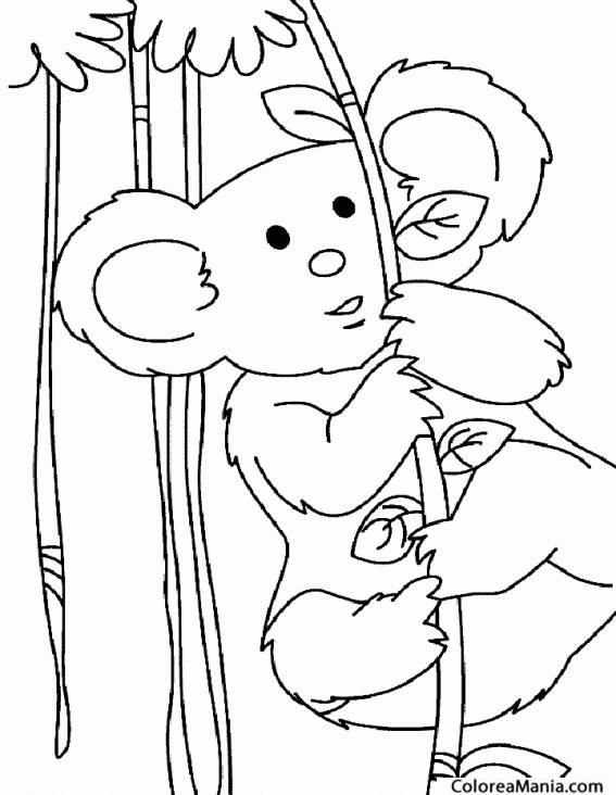  Colorear Koala adulto en su hábitat (Animales del Bosque), dibujo para colorear gratis