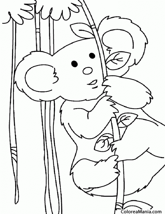 Colorear Koala adulto en su hbitat