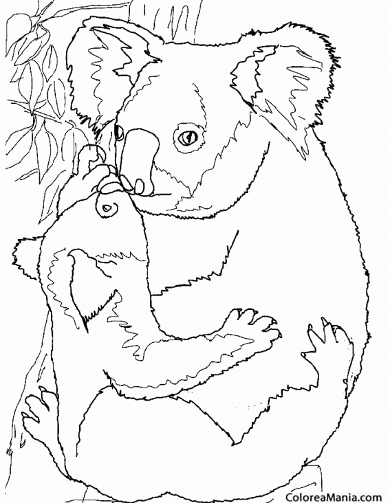 Colorear Koala cariosa con su cra