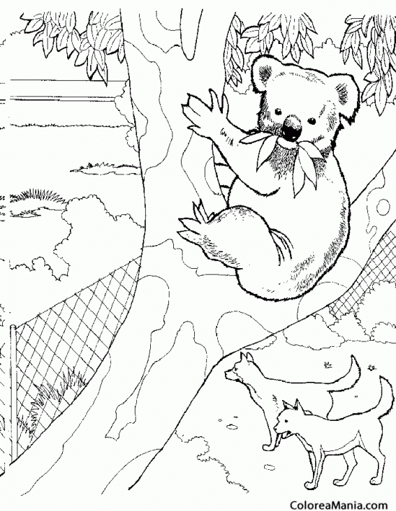 Colorear Koala en un jardn