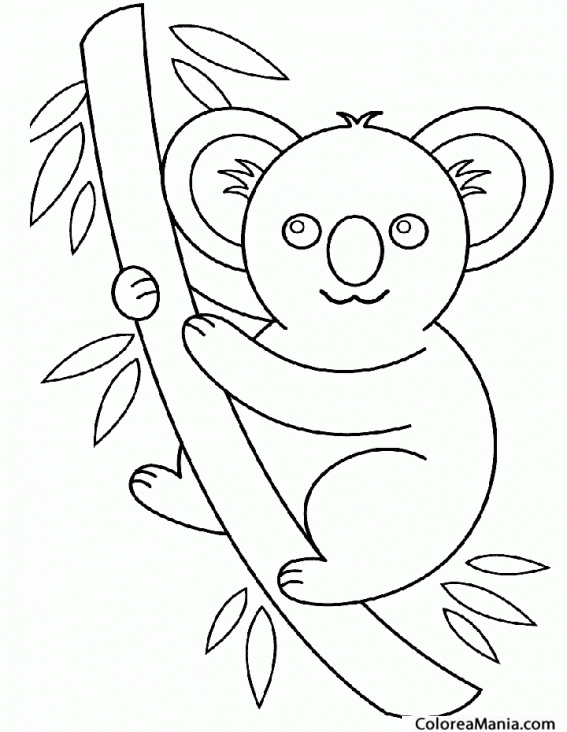 Colorear Koala en la rama