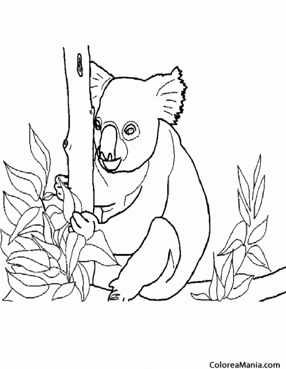 Colorear Koala escogiendo hojas