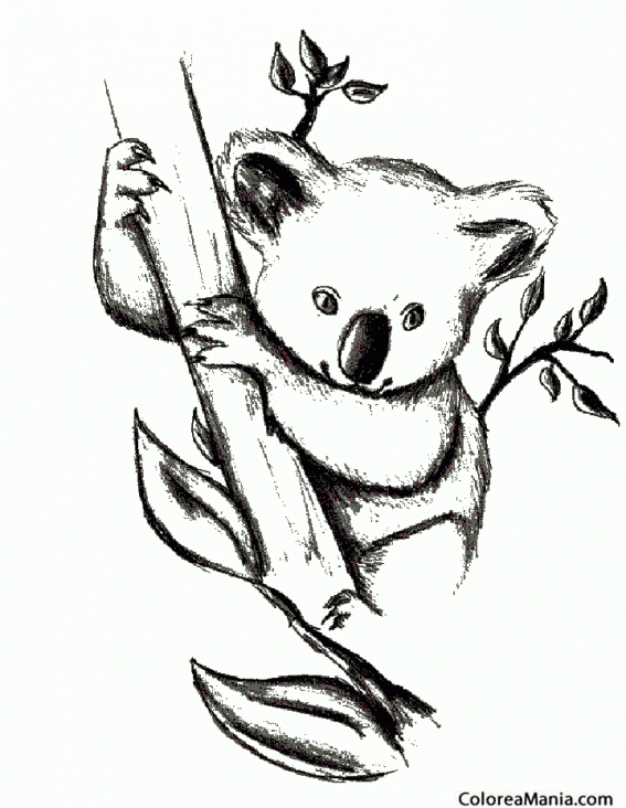 Colorear Koala al lapiz (Animales del Bosque), dibujo para colorear gratis