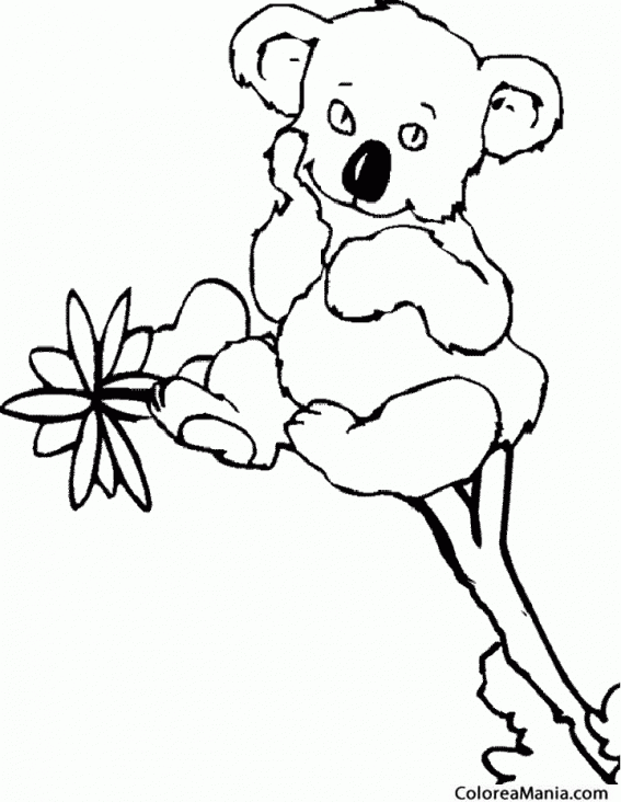 Colorear Koala carioso