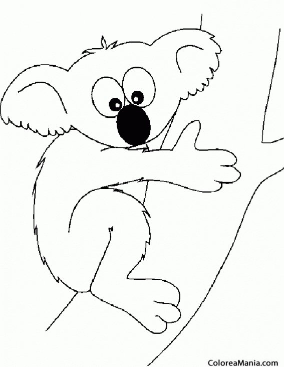 Colorear Koala que te mira