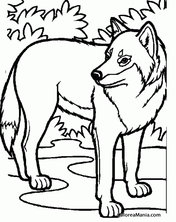 Colorear Lobo en los matorrales (Animales del Bosque), dibujo para colorear  gratis