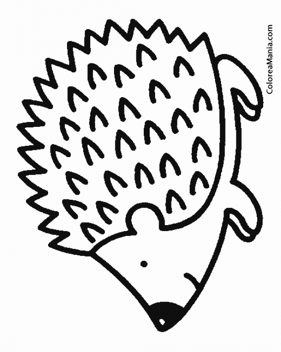 Colorear Erizo. Hedgehog. Hrisson