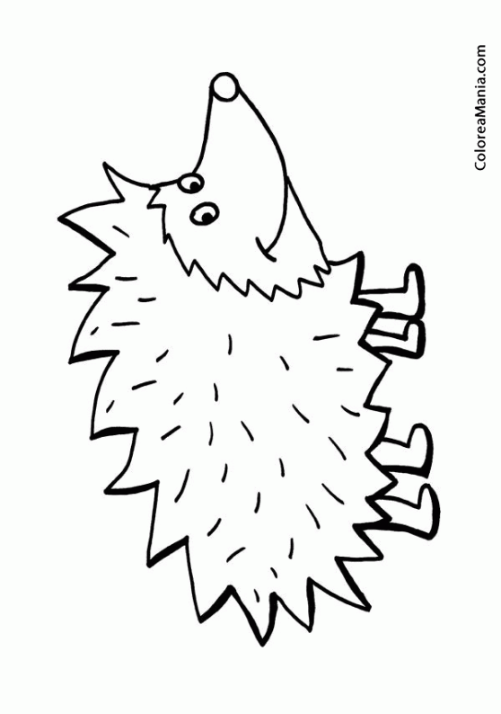 Colorear Erizo. Hedgehog. Hrisson 2