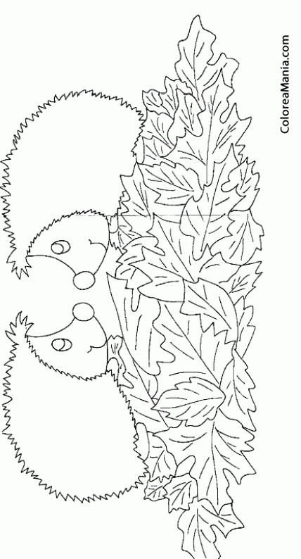 Colorear Dos Erizos entre hojas