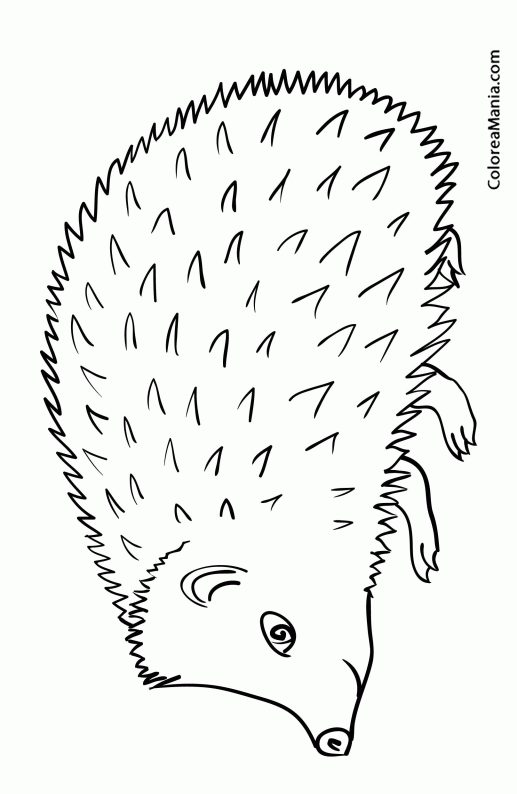 Colorear Erizo. Hedgehog. Hrisson 3