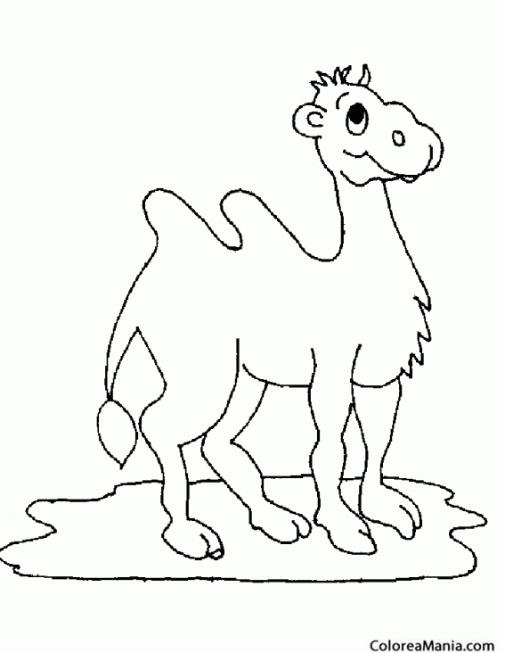 Colorear Camello. Camel Chameua