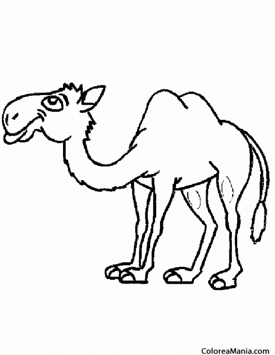 Colorear Camello de desierto (Animales del Desierto), dibujo para colorear  gratis