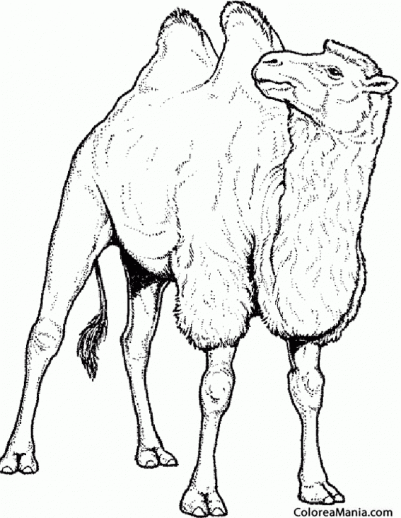 Colorear Magnfico Camello