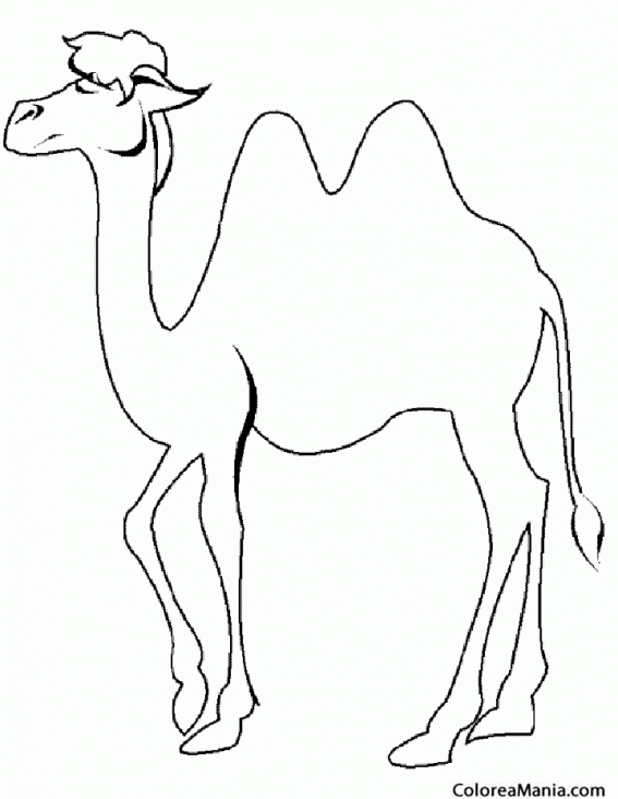 Colorear Camello con tup