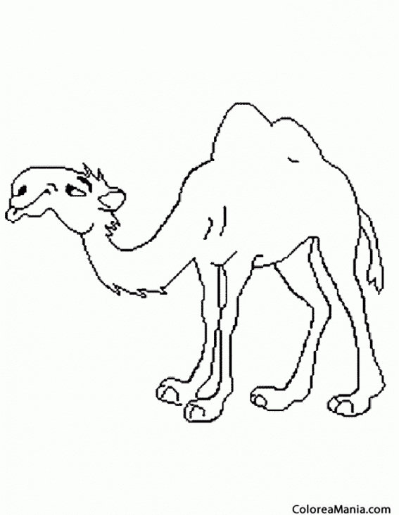 Colorear Camello cansado (Animales del Desierto), dibujo para colorear gratis Colorear Camello cansado (Animales del Desierto), dibujo para colorear gratis
