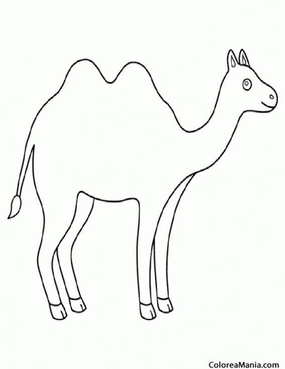 Colorear Camello lineal