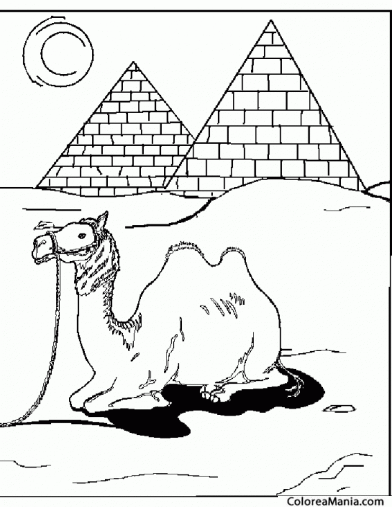 Colorear Camello ante pirmides