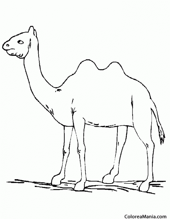 Colorear Camello jorobado