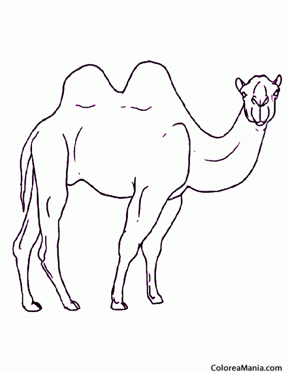 Colorear Camello observndote