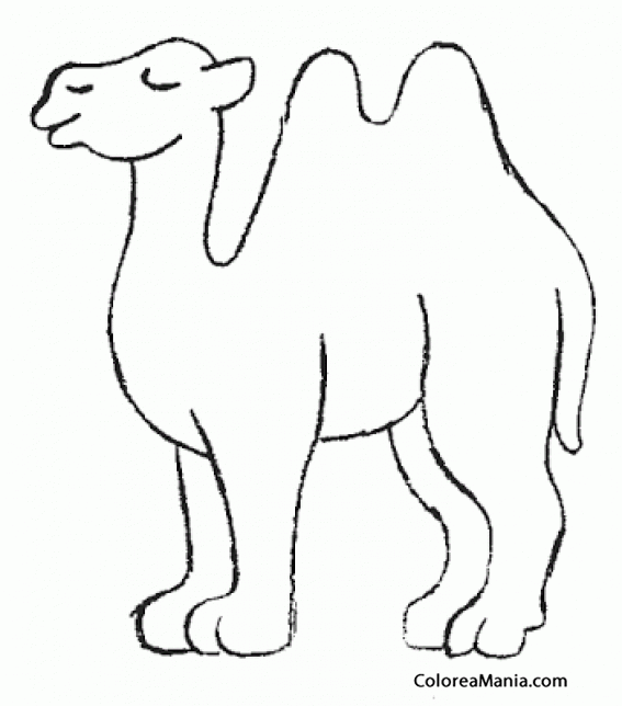 Colorear Camello patas gordas