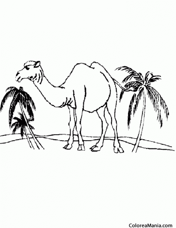 Colorear Camello en oasis (Animales del Desierto), dibujo para colorear  gratis