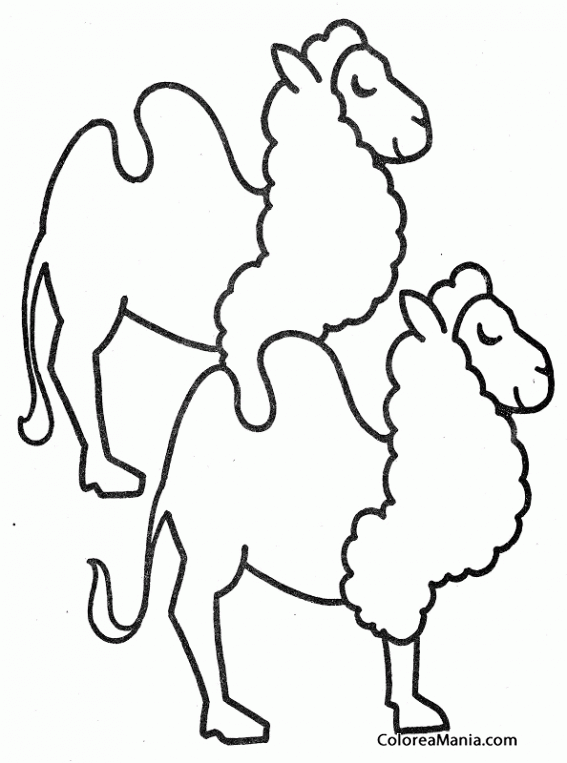 Colorear Dos Camellos
