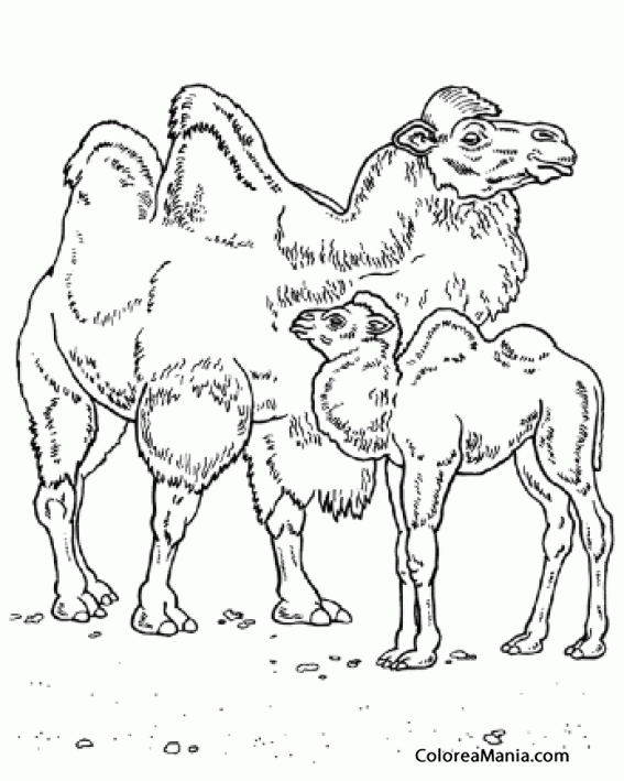 Colorear Camello y su cra