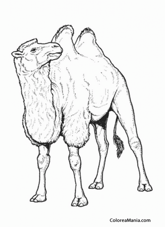 Colorear Camello. Camel. Camell