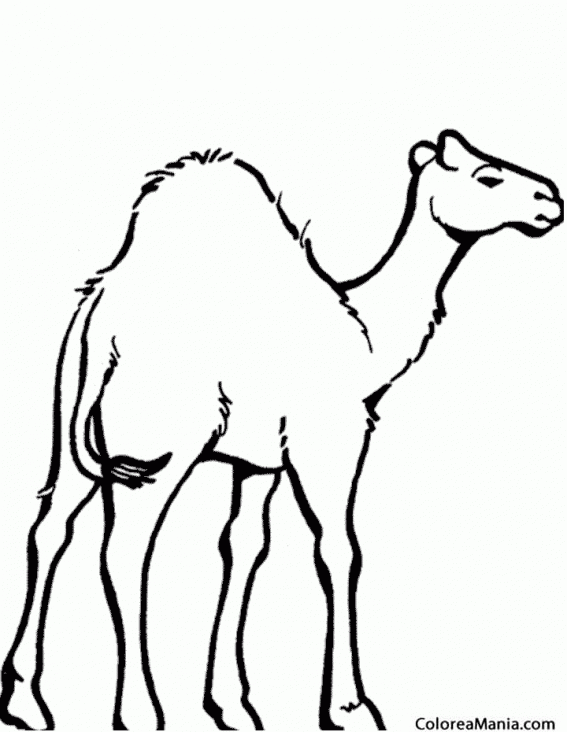 Colorear Dromedario. Dromadaire. Dromedary