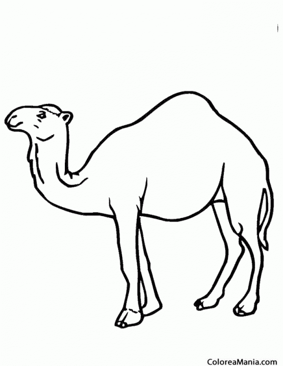 Colorear Dromedario. Dromedary