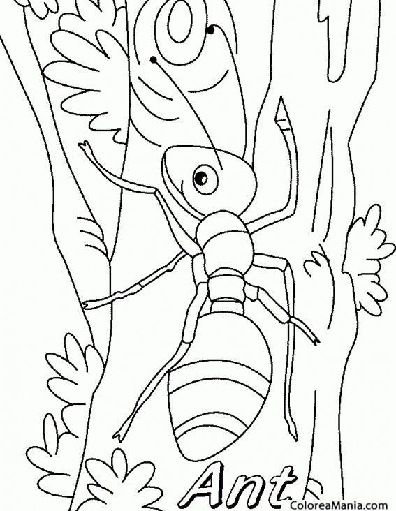 Colorear Hormiga. Ant. Formiga