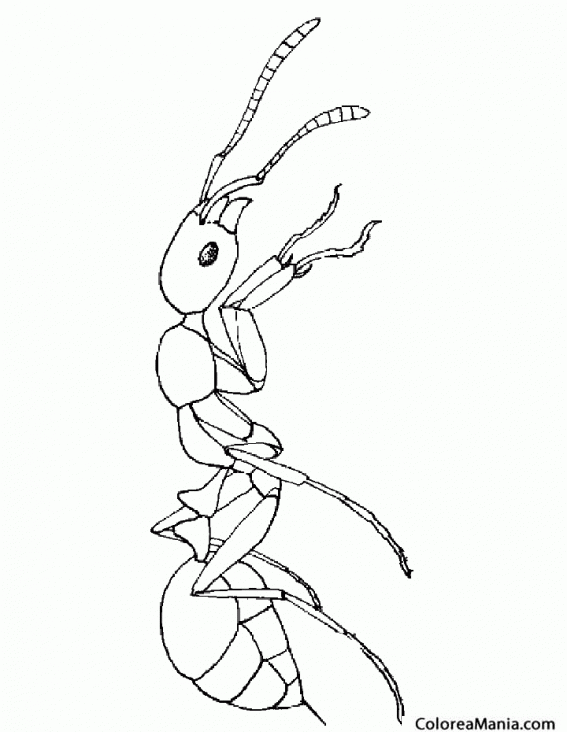 Colorear Hormiga. Ant. Formiga 2