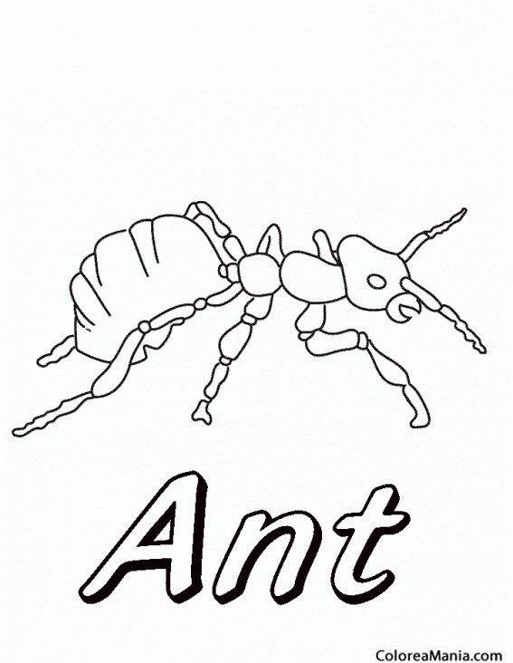 Colorear Hormiga. Ant. Fourmi