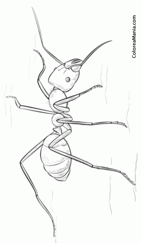 Colorear Hormiga. Ant. Formica