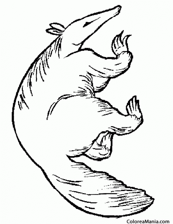 Colorear Oso hormiguero. Anteater