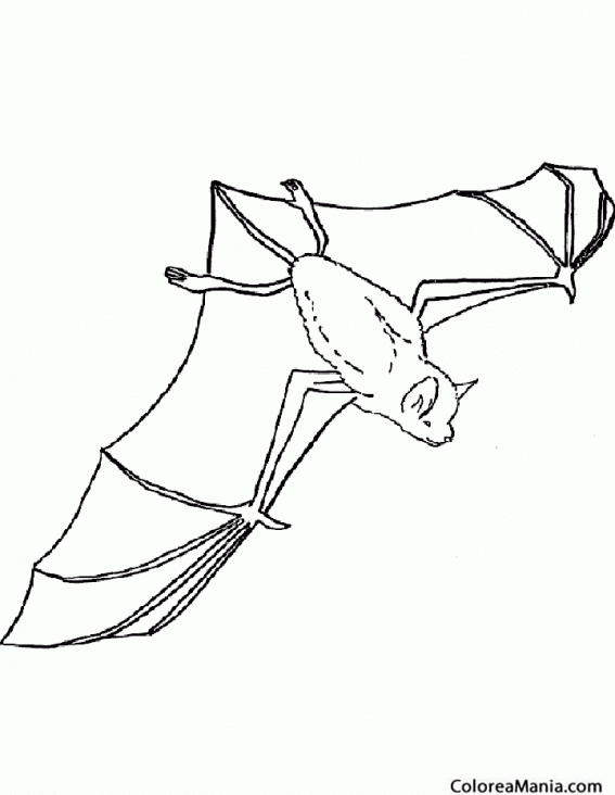 Resultado De Imagen Para Imagenes De Animales Aereos Para Dibujar