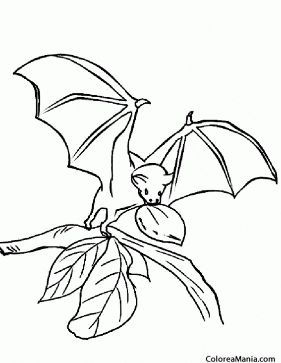 Colorear Murciélago comiendo fruta (Animales del Bosque), dibujo para  colorear gratis