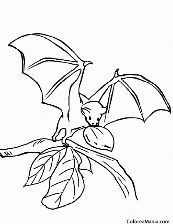 Colorear Murciélago comiendo fruta (Animales del Bosque), dibujo para colorear gratis Colorear Murciélago comiendo fruta (Animales del Bosque), dibujo para colorear gratis
