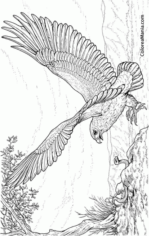 Colorear Águila, dibujo lápiz (Aves), dibujo para colorear gratis