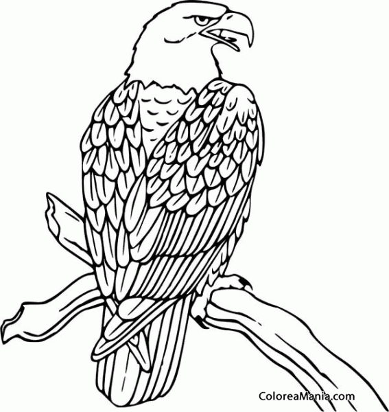 Colorear Águila posada en rama (Aves), dibujo para colorear gratis