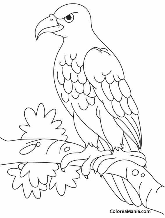 Colorear Águila, dibujo infantil (Aves), dibujo para colorear gratis
