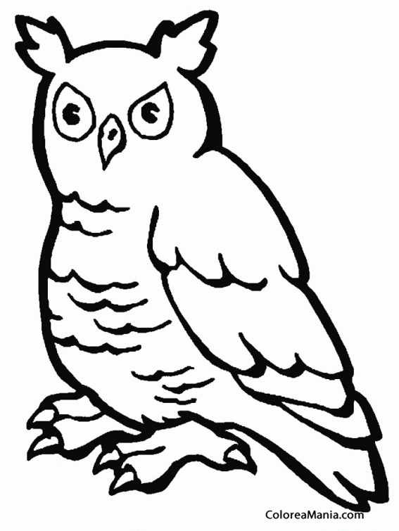 Colorear Bho. Owl. Mussol