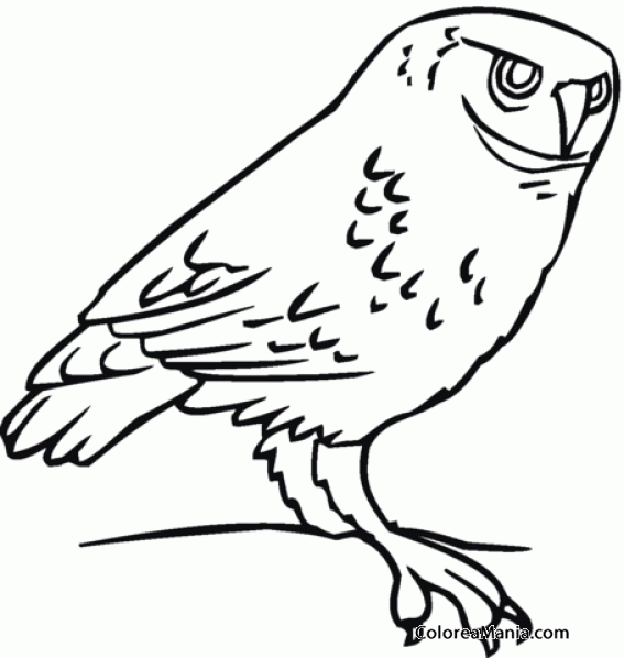 Colorear Bho. Owl. Mussol 4