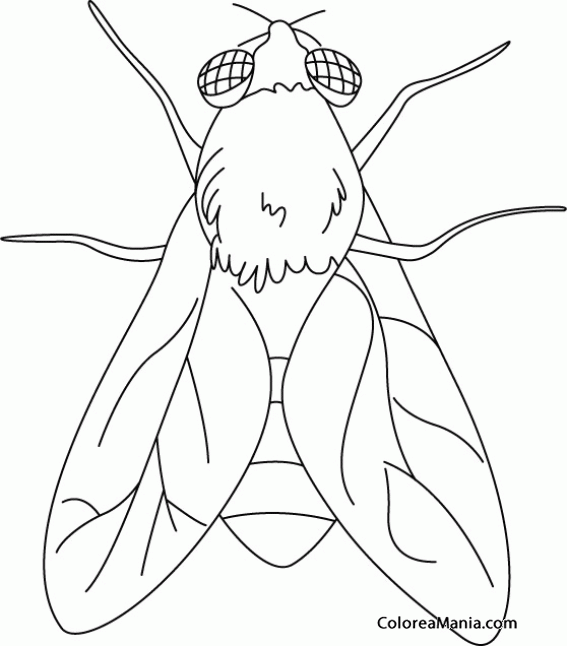 Colorear Mosca. Fly 2 (Insectos), dibujo para colorear gratis