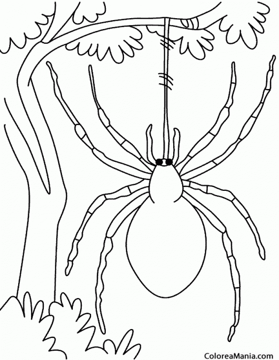 Colorear Araña salvaje Insectos dibujo para colorear gratis